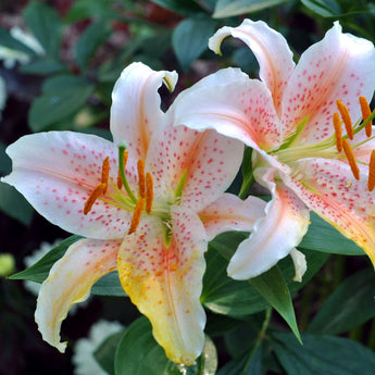 Lily ’Salmon Star’ - Spring