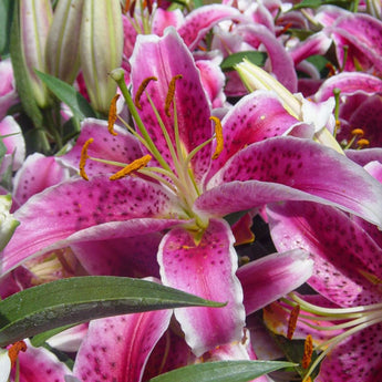 Lily ’Stargazer’ - Spring