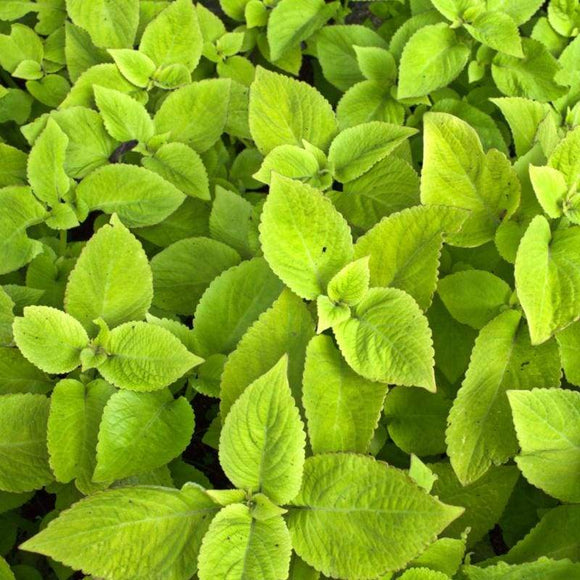 Lime Delight Premium Sun Coleus – Pinetree Garden Seeds