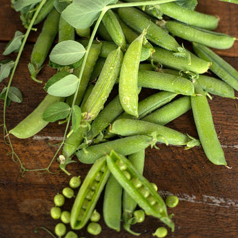 Lincoln Pea (Heirloom 65 Days) - Vegetables