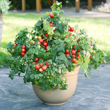 Little Bing Tomato (60-65 Days) – Pinetree Garden Seeds