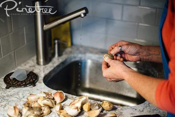 person at a sink peeling garlic