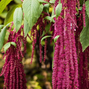 Love Lies Bleeding Amaranth - Flowers