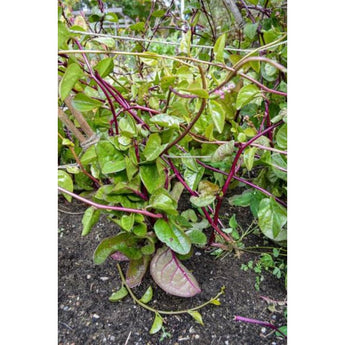 Malabar Spinach (110 Days) - Vegetables