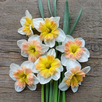 Mallee Narcissus - Fall