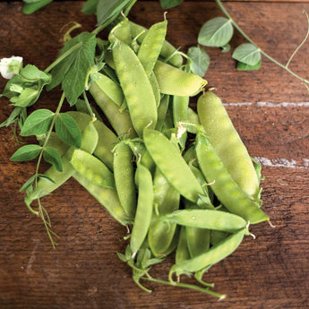 Mammoth Melting Sugar Snow Pea (Heirloom 65-75 Days) - Vegetables