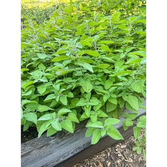 Mandarina Lemon Balm - Herbs