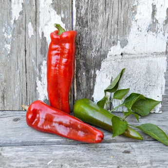 Marconi Red Pepper (80-90 Days) - Vegetables