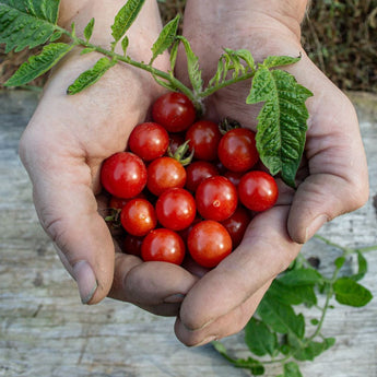 Matts Wild Cherry Tomato (55 Days) - Vegetables