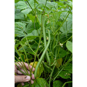 Maxibel Bush Bean (59 Days) - Vegetables