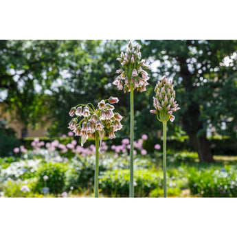 Mediterranean Bells Allium - Fall