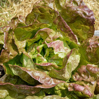 Merveille De Quatre Saisons Lettuce (Heirloom 49 Days) - Vegetables