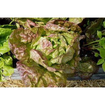 Merveille De Quatre Saisons Lettuce (Heirloom 49 Days) - Vegetables