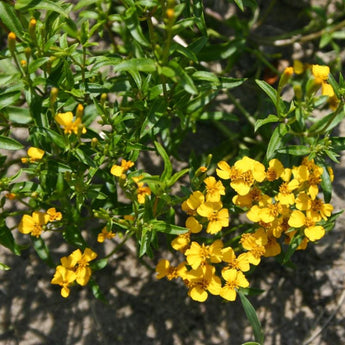 Mexican Mint Marigold - Flowers