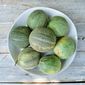 Minnesota Midget Melon (60 Days) - Vegetables