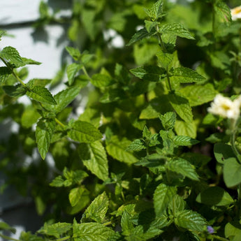 Mint - Herbs