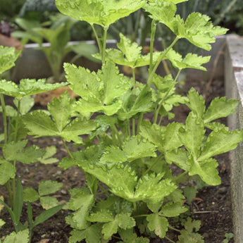 Mitsuba Japanese Parsley (50-60 Days) - Herbs