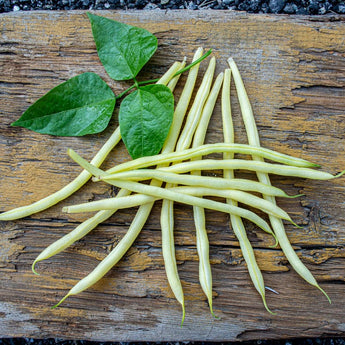 Monte Gusto Pole Bean (58 Days) - Vegetables