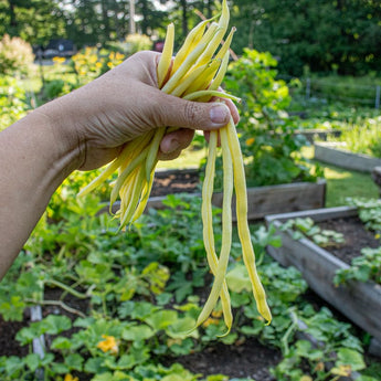 Monte Gusto Pole Bean (58 Days) - Vegetables