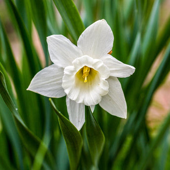 Mount Hood Narcissus - Fall