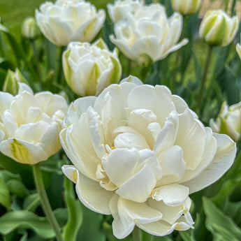 Mount Tacoma Tulip - Fall