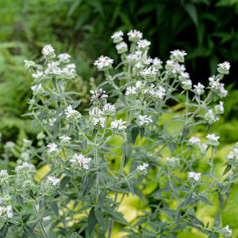 Mountain Mint - Herbs