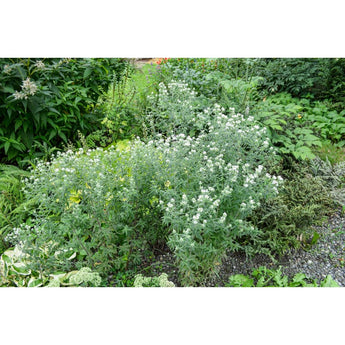 Mountain Mint - Herbs