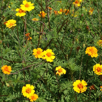 Nematode Control Marigold - Flowers