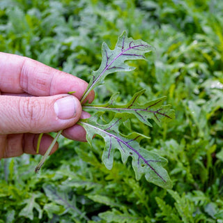 Nemesis Arugula (F1 Hybrid 35 Days) - Vegetables