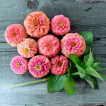 Oklahoma Salmon Zinnia - Flowers