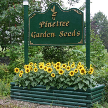 Dwarf Pacino Gold Sunflower - Flowers