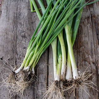 Parade Bunching Onion (Organic 65 Days) - Vegetables