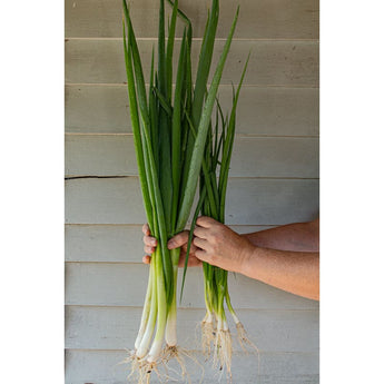 Parade Bunching Onion (Organic 65 Days) - Vegetables