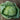 Perfection Savoy Cabbage (Heirloom 95 Days) - Vegetables