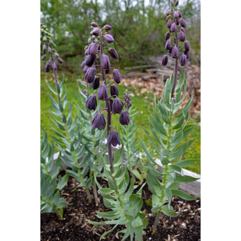 Persian Lily Fritillaria - Fall