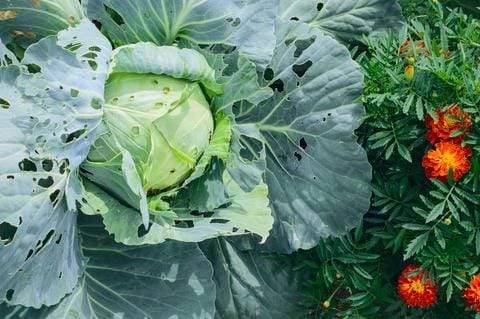 Pests eating cabbage in a backyard garden