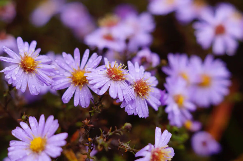 aster