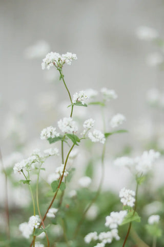 White Yarrow