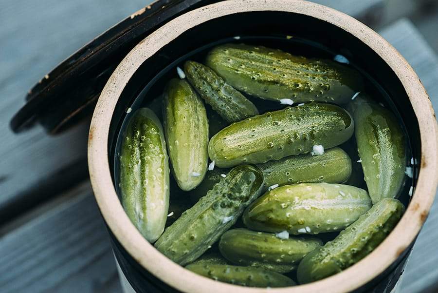 Large container of cucumbers in the beginning stages of pickling.