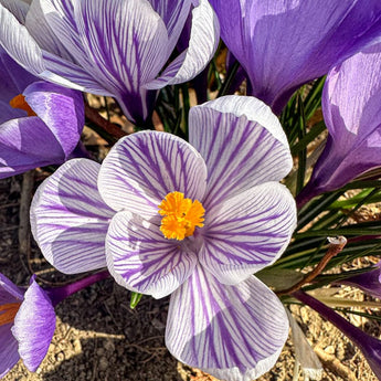 Pickwick Crocus