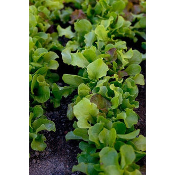 Pinetree Lettuce Mix (Begin harvesting in 40 Days) - Vegetables