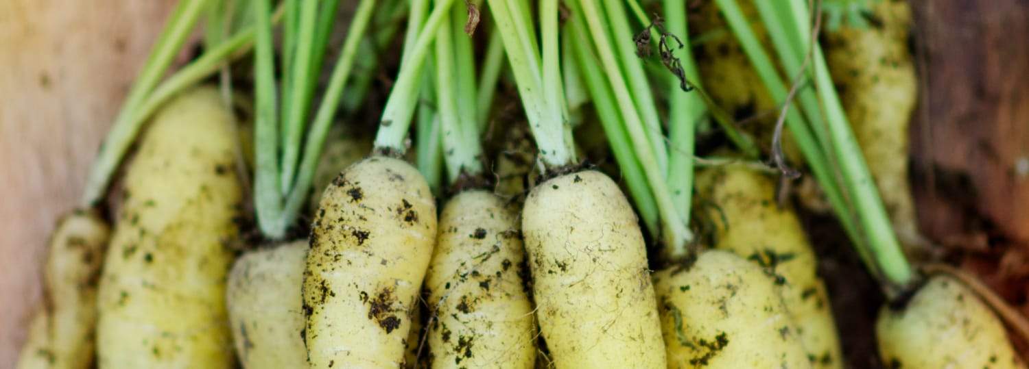 Homegrown yellow baby carrots fresh out of the garden.