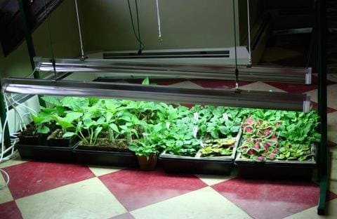 Jumpstart grow lights with seedlings growing underneath