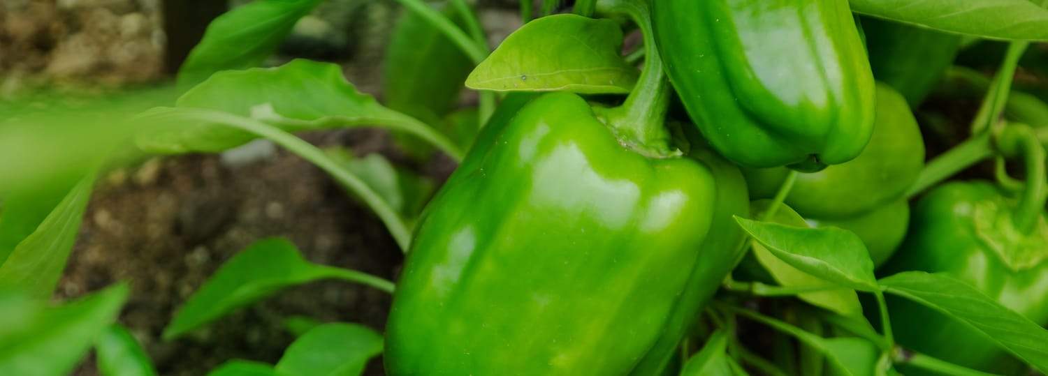 Close up of green leaves on a homegrown pepper plant.