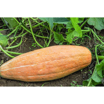 Pink Banana Squash (105 Days) - Vegetables