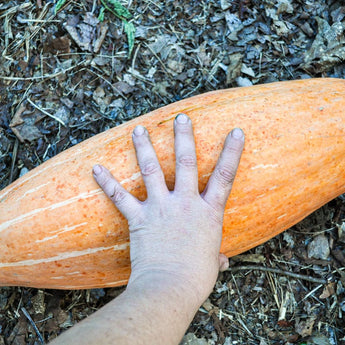 Pink Banana Squash (105 Days) - Vegetables