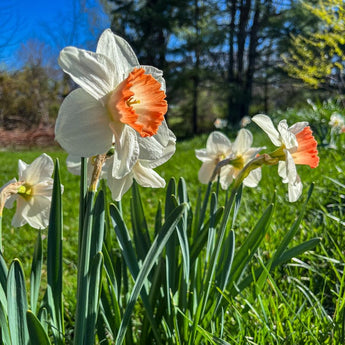 Pink Charm Narcissus - Fall