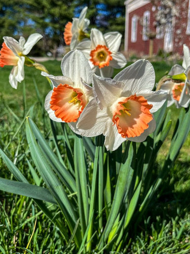 Pink Charm Narcissus - Fall