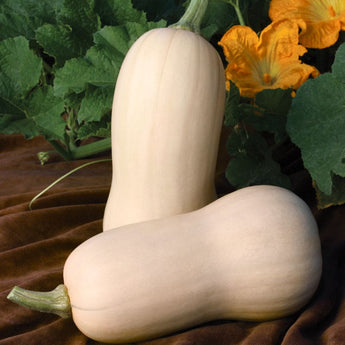 Polaris Winter Squash (F1 Hybrid 100 Days) - Vegetables