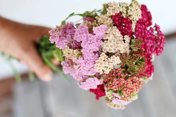 Summer Pastels Achillea Yarrow bouquet in hand